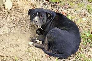 Woman Spots An Injured Pittie In A Blueberry Field, And Then…