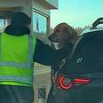 Dog sticking head out of car window and being pet by man in yellow vest