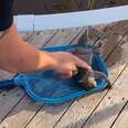 Squirrel laying on blue pool skimmer with person doing cpr on the squirrel