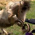 Pony with very overgrown hooves on back legs while person works on them