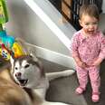 7 Signs That Your Child Is Being Raised By Huskies 