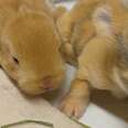 2 light brown bunnies laying next to each other 