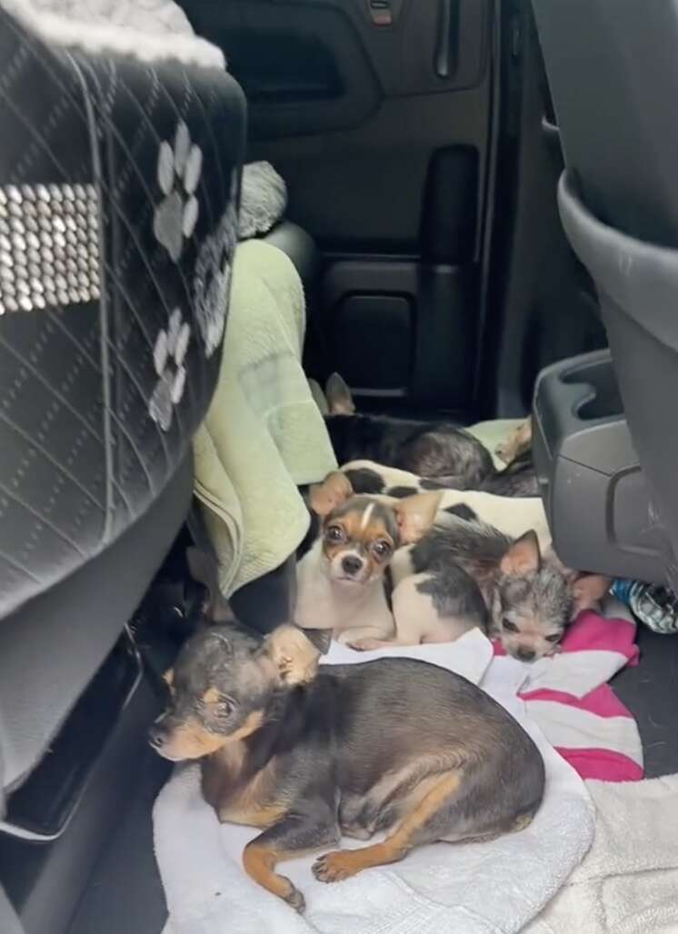 Terrified Shelter Chihuahuas Transform After Touching Grass For The First Time
