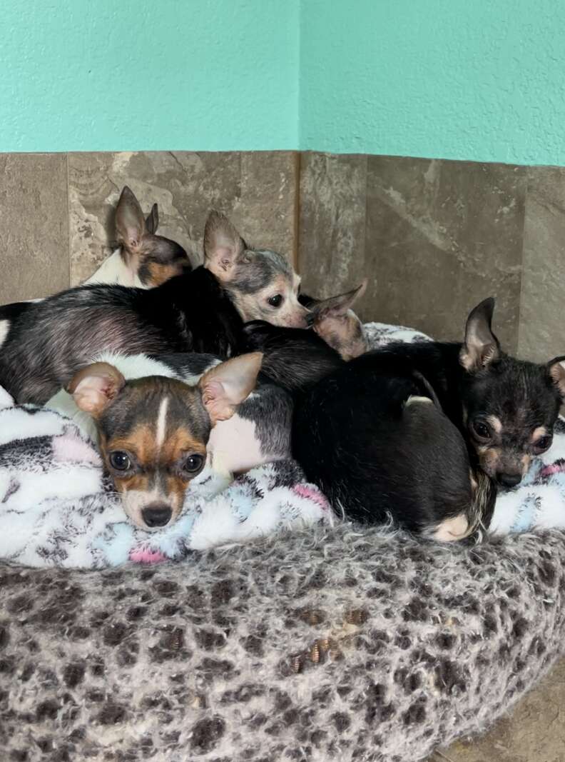 senior chihuahuas