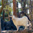 Woman Discovers A Lonely Goat Abandoned On An Island