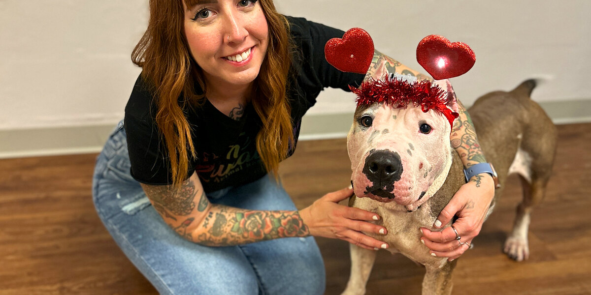 Rescuers Surprise Mama Pittie With A Lady And The Tramp Dinner - Videos ...