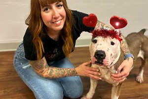Rescuers Surprise Mama Pittie With A Lady And The Tramp Dinner