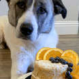 Rescue Dog Gets The Most Gorgeous Adoptaversary Cake