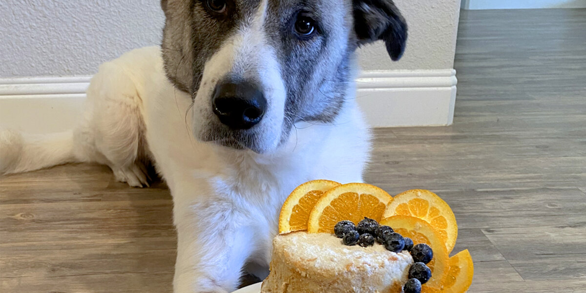 Rescue Dog Gets The Most Gorgeous Adoptaversary Cake - Videos - The Dodo