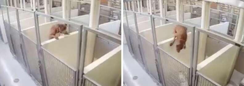 dog jumping kennel wall
