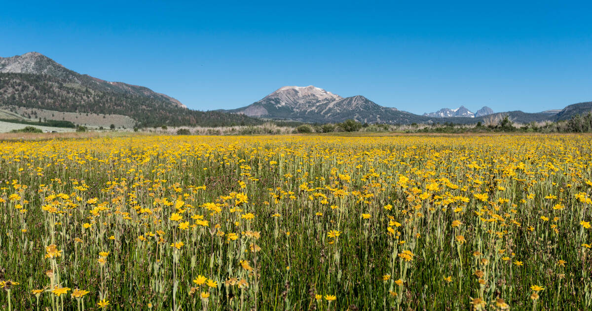 Wildflower Fields in California to Visit Across the Mountain