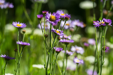 Sierra Vista Scenic Byway Northfork