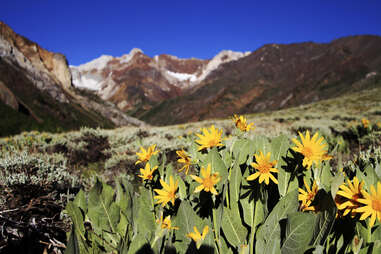 wildflowers at McGee Creek