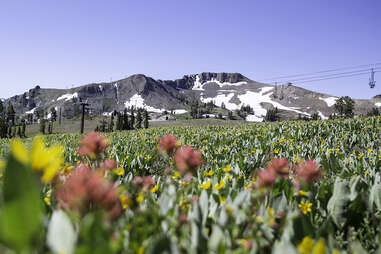 Palisades Tahoe wildflowers