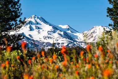 Mount Shasta Wildflowers