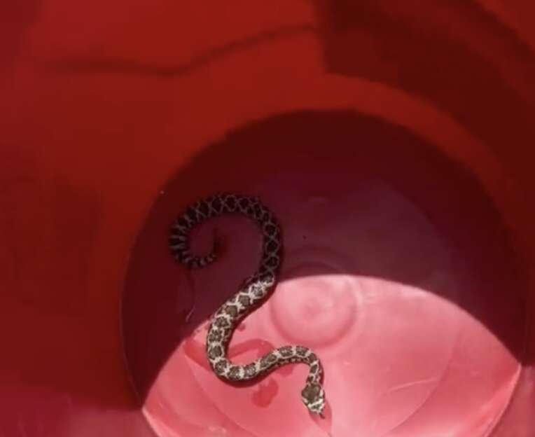 snake in a bucket