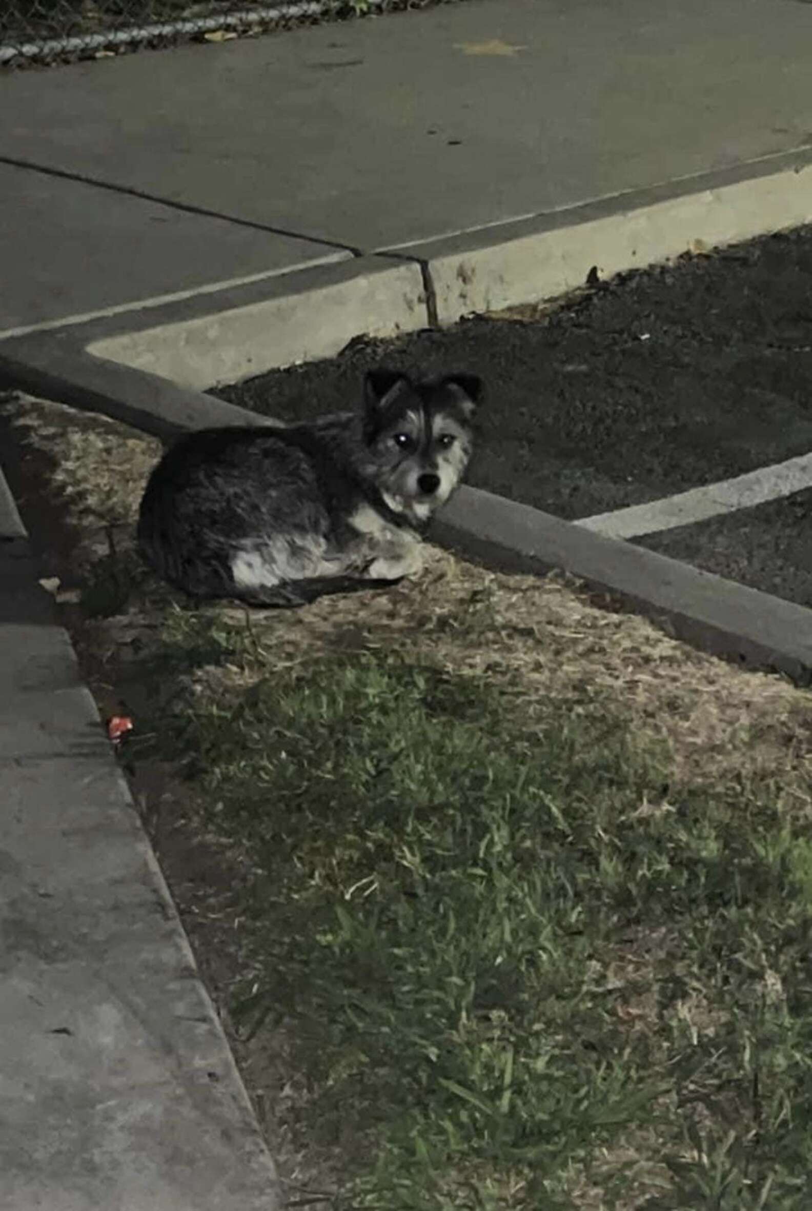 Heartbroken Dog Refuses To Leave Spot Where She Last Saw Her Family ...