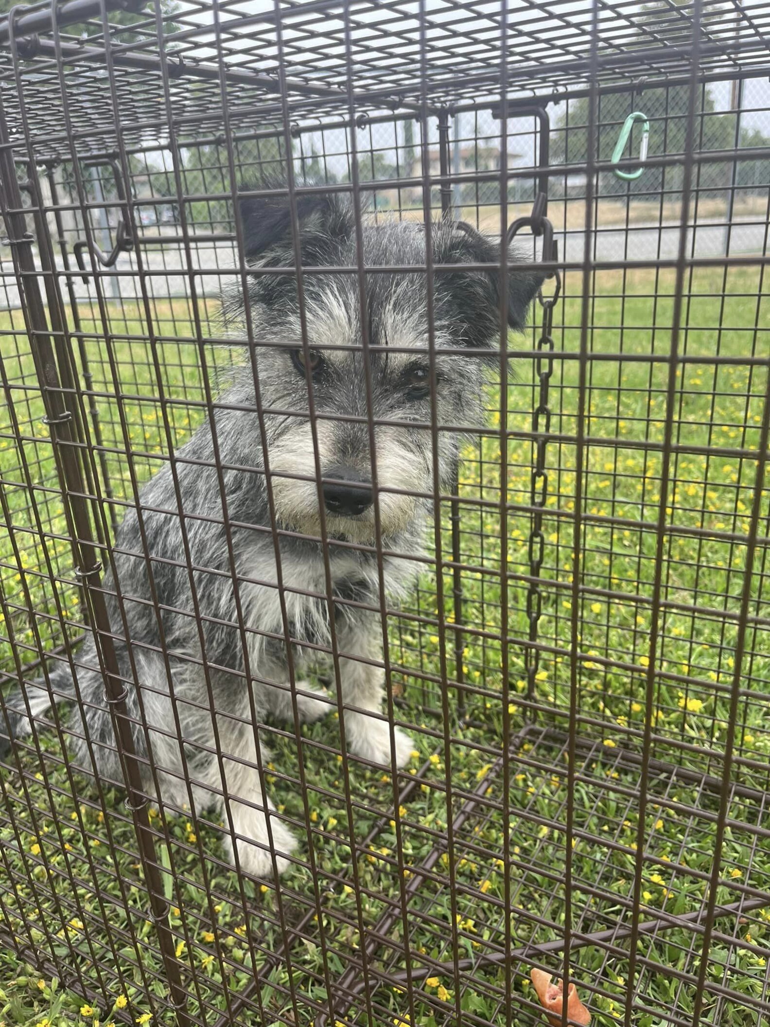Heartbroken Dog Refuses To Leave Spot Where She Last Saw Her Family ...