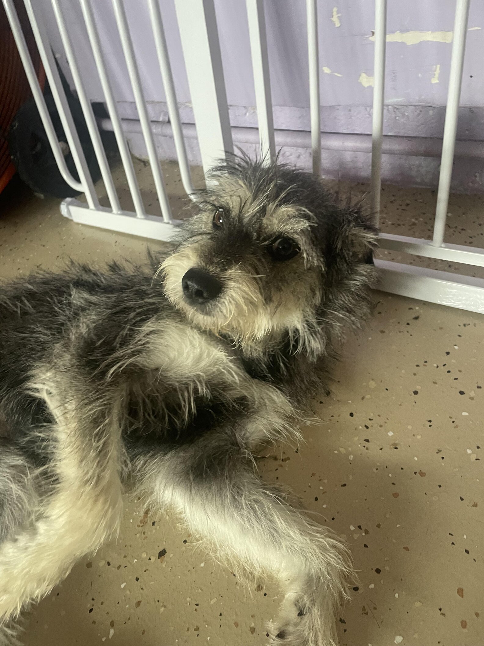 Heartbroken Dog Refuses To Leave Spot Where She Last Saw Her Family ...