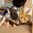 Rescued Pig Meets His Cat Brother And Instantly Falls In Love