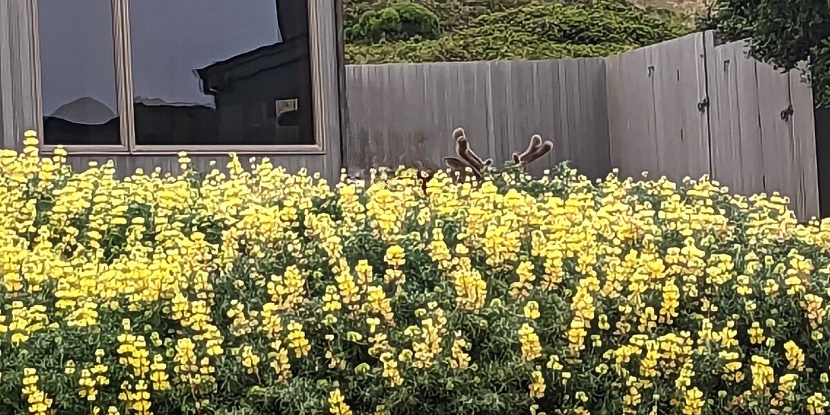 Woman Spots Some Very Unusual Flowers Growing In Garden