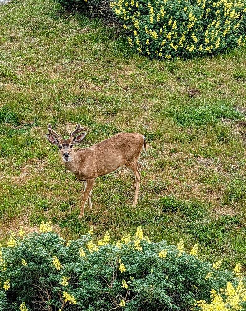 deer flowers