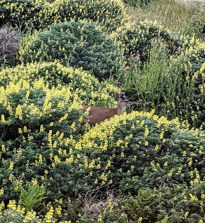 deer flowers