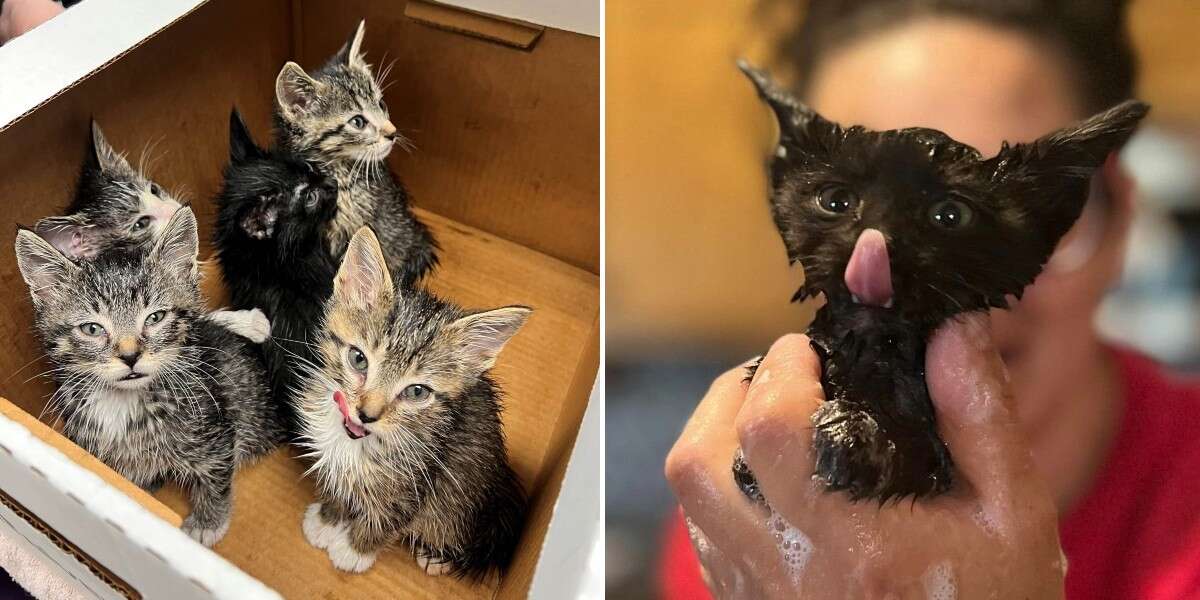 School Employee Opens Dumpster And Finds A Tiny Family Inside - The Dodo