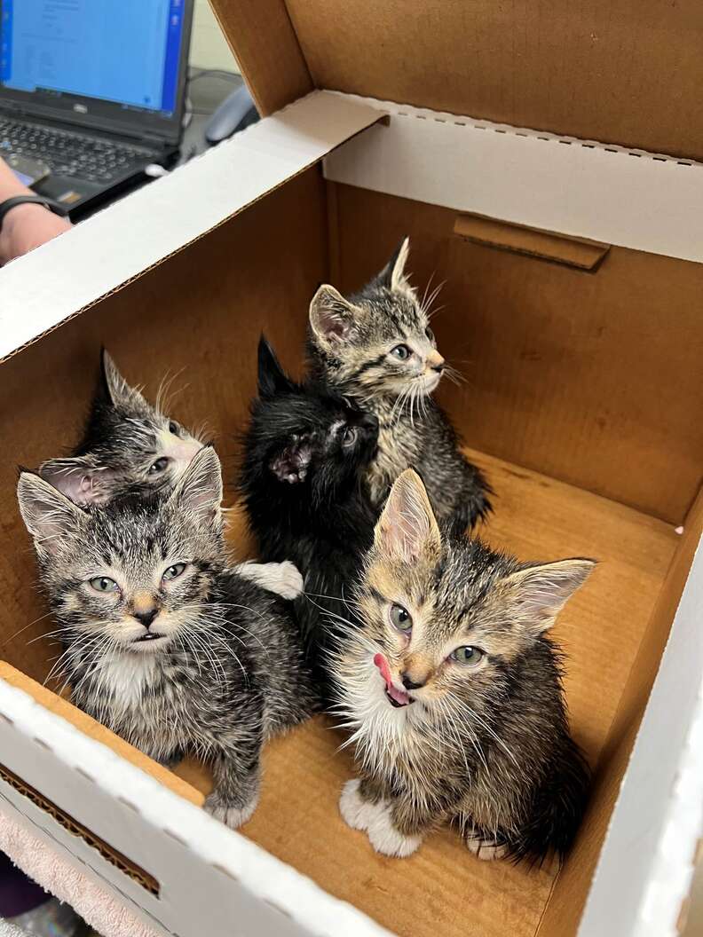 Very Last Tiny Black Kitten Left in Shelter Finds Foster Home