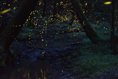 fireflies swarming in the darkness of allegheny forest