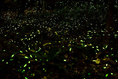 fireflies on the grounds of a forest in nanacamilpa, mexico