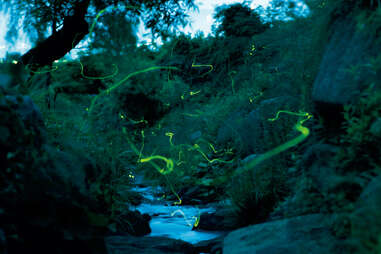 fireflies swarming in tsukiyono firefly village at twilight