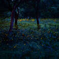 fireflies in the forests of prachinburi, thailand