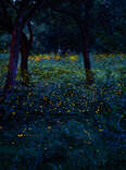 fireflies in the forests of prachinburi, thailand