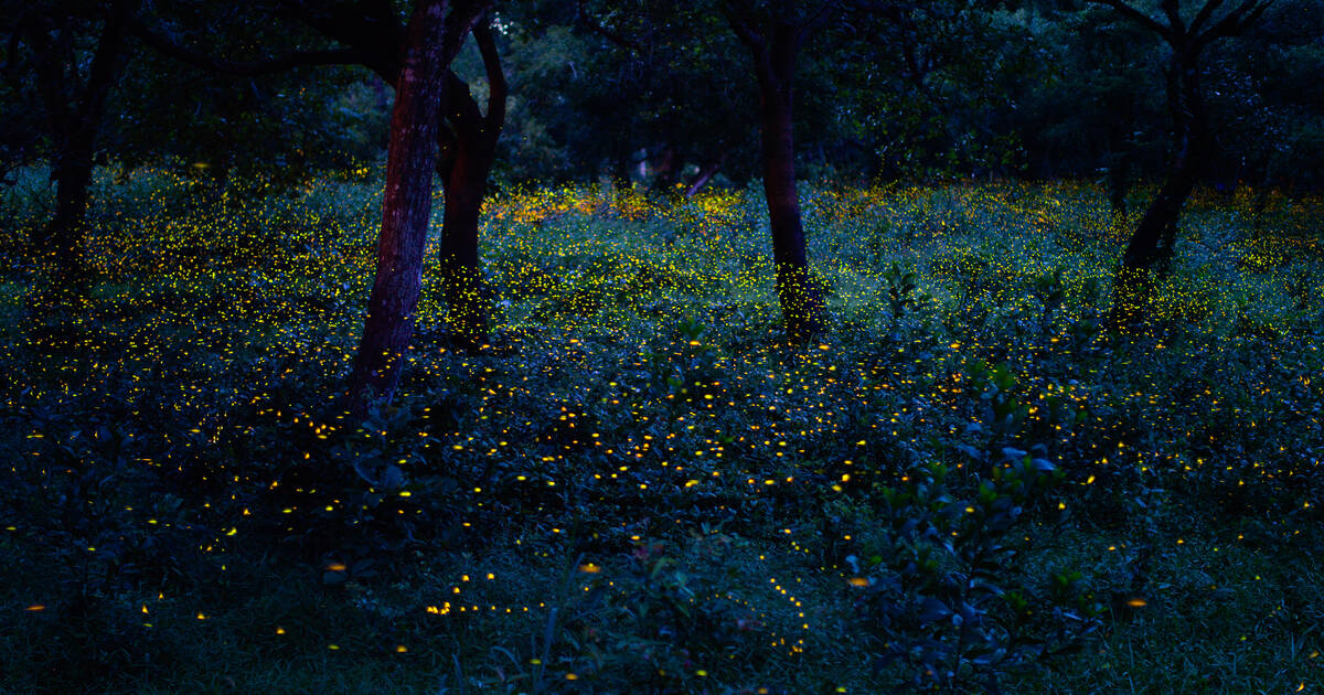 Blue Mountains fireflies: where and when to experience the magic — Walk My  World