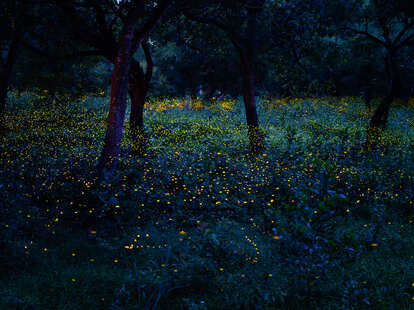 fireflies in the forests of prachinburi, thailand