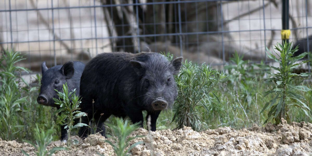 Officers Round Up Hundreds of Pigs From Overwhelmed Florida Animal