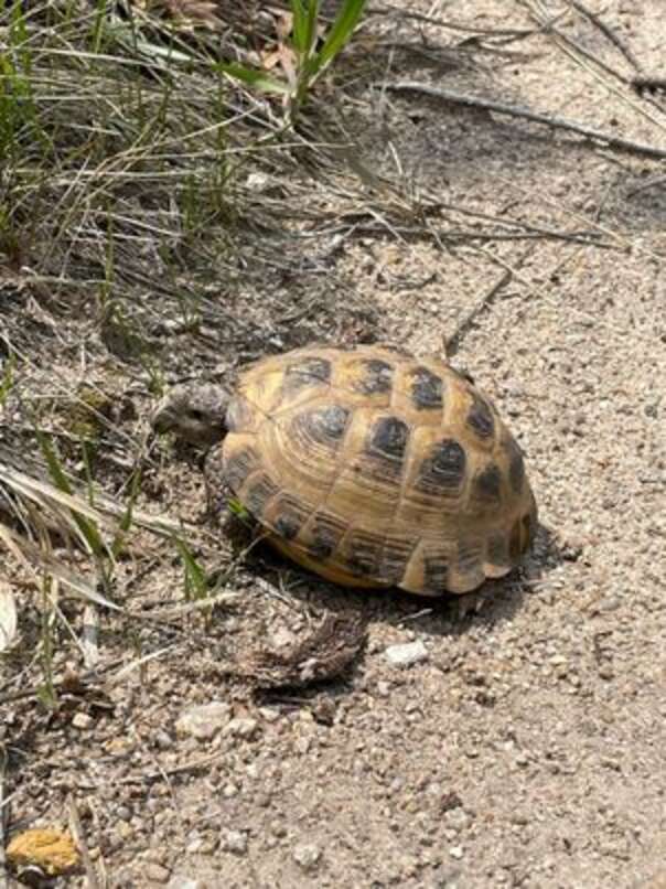 Man Walking Nature Trail Ends Up Solving A 3-Year Mystery - The Dodo