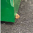 People Spot A Furry Little Face Peeking Out At Them From Inside Dumpster