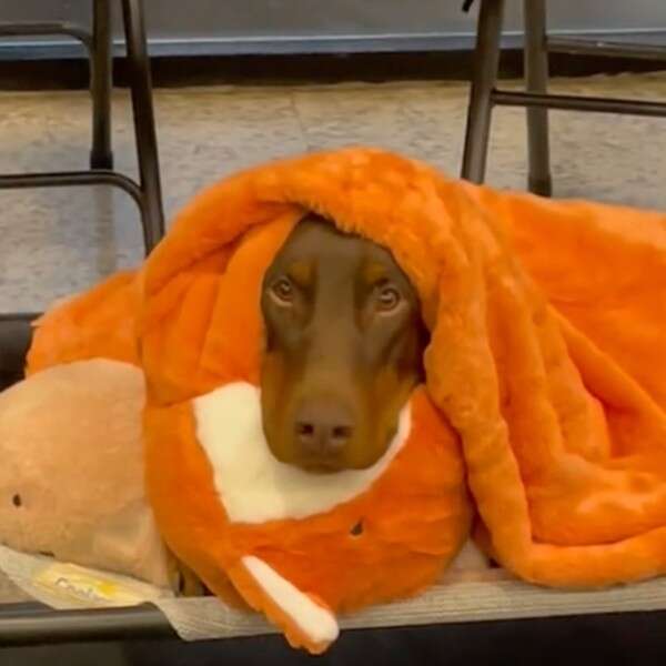 Dog obsessed with discount blanket