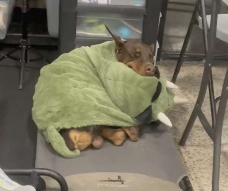 Security blankets for discount dogs