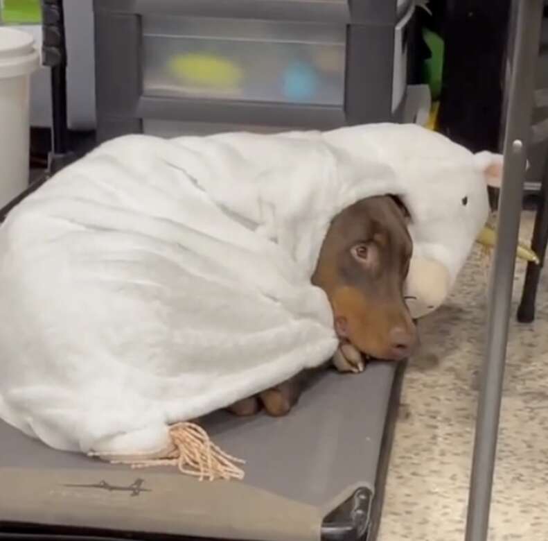 Scary Doberman Can t Fall Asleep Without A Security Blanket The Dodo