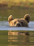 bear swimming