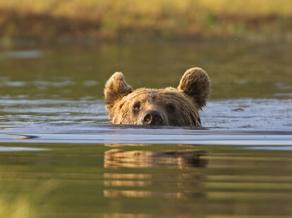 bear swimming