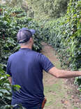 walking in the coffee fields