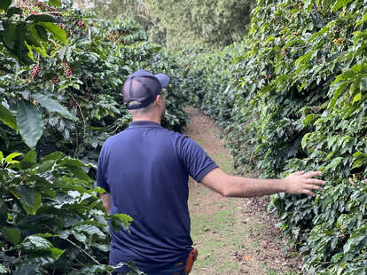 walking in the coffee fields