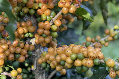 Cultivo de café Arara