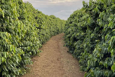 Linhas de plantas de café