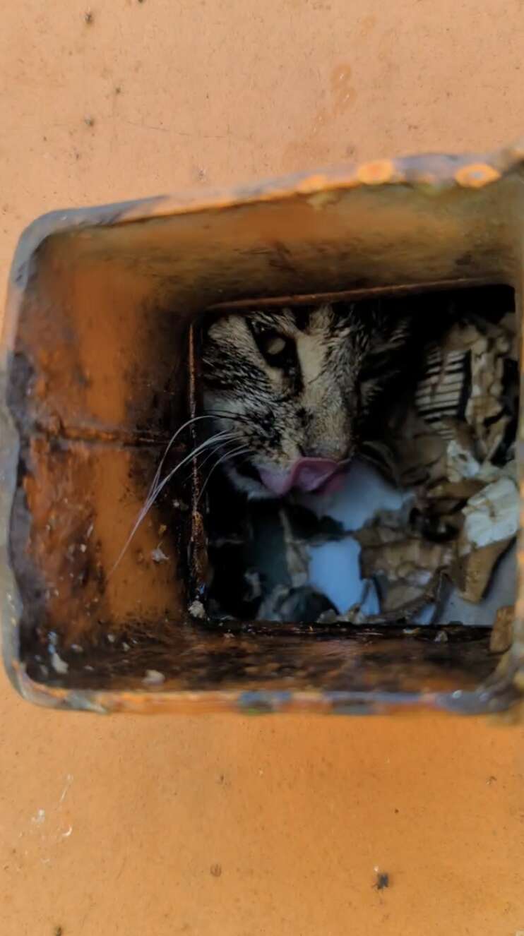 cat rescue