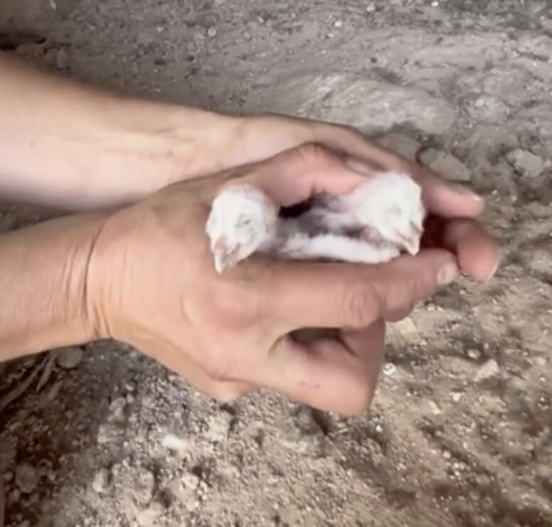 hands holding chicks